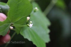 Zehneria maysorensis var. umbellata